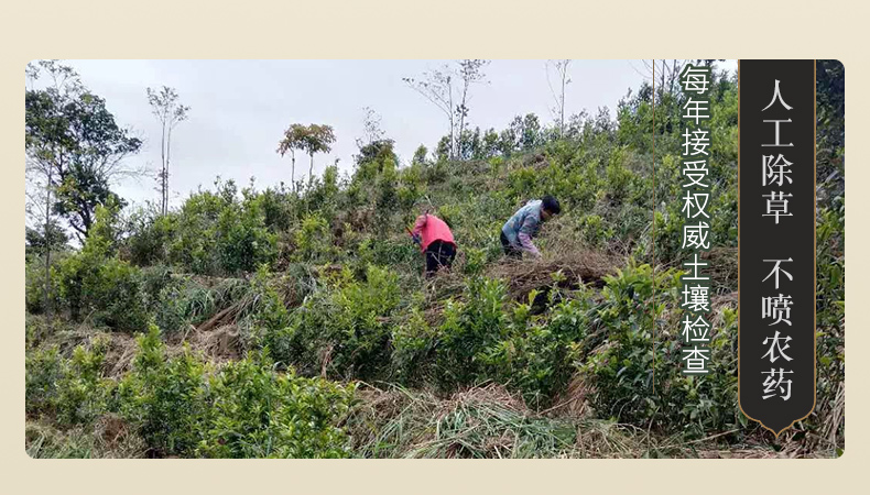 宋凰生态茶业公司简介