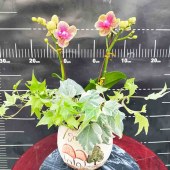 芳卉蝴蝶兰-mini双支兰花（备注：花、花盆随机发）