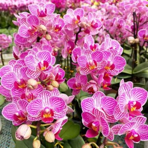 团购-蝴蝶兰-大盆（10株）30-50盆（备注：盆、花随机发，仅限白云区配送，其他地区下单请联系客服）