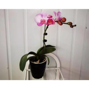 团购-菊花湾-蝴蝶兰单只（60株起团购，不含盆、花色随机）