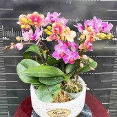 团购-蝴蝶兰-小盆(6株）30-50盆（备注：盆、花随机发，仅限白云区配送，其他地区下单请联系客服）