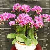 团购-蝴蝶兰-中盆（8株）30-50盆（备注：盆、花随机发，仅限白云区配送，其他地区下单请联系客服）