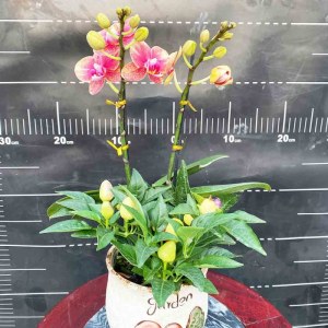 芳卉蝴蝶兰-mini双支兰花（备注：花、花盆随机发）