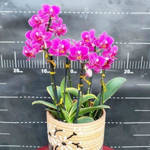 团购-蝴蝶兰-小盆(6株）30-50盆（备注：盆、花随机发，仅限白云区配送，其他地区下单请联系客服）