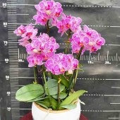 团购-蝴蝶兰-小盆(6株）30-50盆（备注：盆、花随机发，仅限白云区配送，其他地区下单请联系客服）