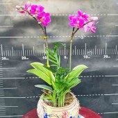 芳卉蝴蝶兰-mini双支兰花（备注：花、花盆随机发）