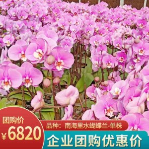 九玖蝴蝶兰-单株组合200株（备注：随机发货，花、花盆与图片不一定一致）