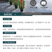 南海里水-蝴蝶兰-10株（备注：随机发货，花、花盆与图片不一定一致）