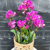团购-蝴蝶兰-中盆（8株）30-50盆（备注：盆、花随机发，仅限白云区配送，其他地区下单请联系客服）