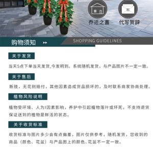 九玖蝴蝶兰-粉色12株（备注：随机发货，花、花盆与图片不一定一致）