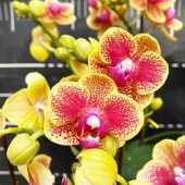 团购-蝴蝶兰-大盆（10株）30-50盆（备注：盆、花随机发，仅限白云区配送，其他地区下单请联系客服）