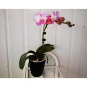 菊花湾-蝴蝶兰-单株（备注：共20株，花色随机，不含花盆）