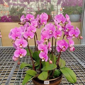 南海里水-蝴蝶兰-10株（备注：随机发货，花、花盆与图片不一定一致）