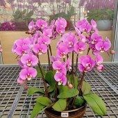 南海里水-蝴蝶兰-10株（备注：随机发货，花、花盆与图片不一定一致）