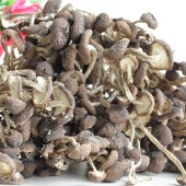 不开伞茶树菇-200克