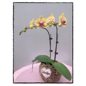 团购菊花湾-火無-单株（备注：60株起，花色随机，不含花盆）