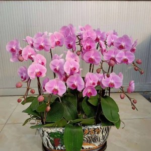 南海里水-蝴蝶兰-粉色12株（备注：随机发货，花、花盆与图片不一定一致）