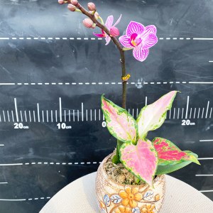 团购-蝴蝶兰-超min（单株）30-50株（备注：盆、花随机发，仅限白云区配送，其他地区下单请联系客服）
