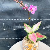 团购-蝴蝶兰-超min（单株）30-50株（备注：盆、花随机发，仅限白云区配送，其他地区下单请联系客服）