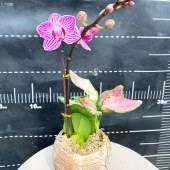 团购-蝴蝶兰-超min（单株）30-50株（备注：盆、花随机发，仅限白云区配送，其他地区下单请联系客服）