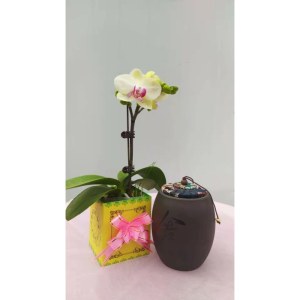 顺德-菊花湾-绿熊-单株（备注：共20株，花色随机，不含花盆）