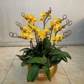 南海里水-蝴蝶兰-10株（备注：随机发货，花、花盆与图片不一定一致）