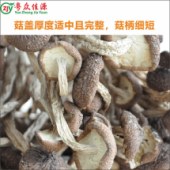 不开伞茶树菇-200克