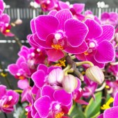 广州白云芳卉蝴蝶兰-大盆小花蝴蝶兰花-10株（备注：花、花盆随机发）