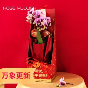 广州天河区-双福临门-2株紫色蝴蝶兰福盒牛气冲天新年礼物（（仅在广州市区域内配送））