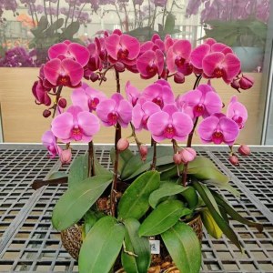 南海里水-蝴蝶兰-8株（备注：随机发货，花、花盆与图片不一定一致）