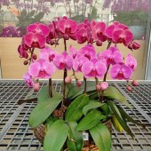 南海里水-蝴蝶兰-8株（备注：随机发货，花、花盆与图片不一定一致）