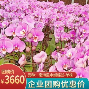 南海里水-蝴蝶兰-单株组合100株（备注：随机发货，花、花盆与图片不一定一致）