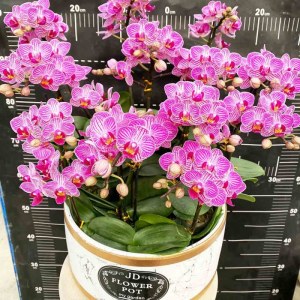 广州白云芳卉蝴蝶兰-大盆小花蝴蝶兰花-10株（备注：花、花盆随机发）