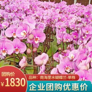 南海里水-蝴蝶兰-单株组合50株（备注：随机发货，花、花盆与图片不一定一致）