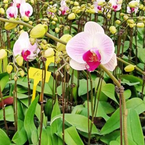 南海里水-蝴蝶兰-单株（备注：随机发货，花、花盆与图片不一定一致）