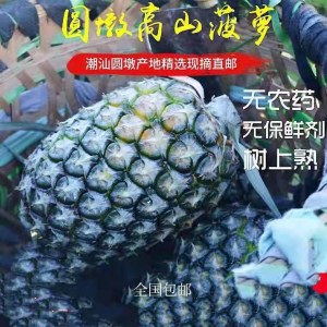 惠来葵豐盛圆墩高山甜菠萝礼盒装
