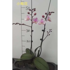 蝴蝶兰-小梅花
