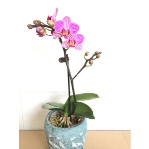 蝴蝶兰-小飞象