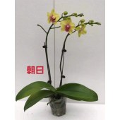 蝴蝶兰-朝日