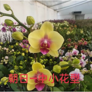 朝日-中小花型