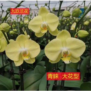 蝴蝶兰-青睐大花型