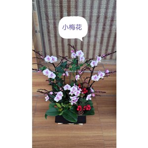 蝴蝶兰-小梅花