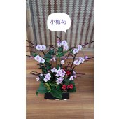 蝴蝶兰-小梅花