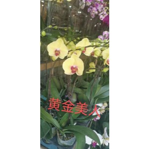 蝴蝶兰-黄金美人