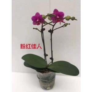蝴蝶兰-红粉佳人