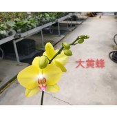 蝴蝶兰-大黄蜂