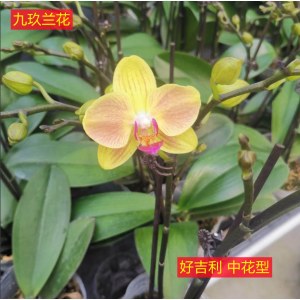 蝴蝶兰-好吉利中花型