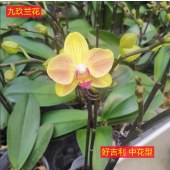 蝴蝶兰-好吉利中花型