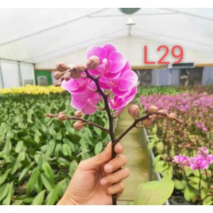 蝴蝶兰-L29