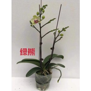 蝴蝶兰-绿熊